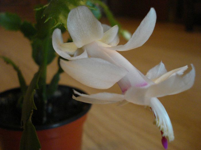 DSC05715 - Schlumbergera russelliana