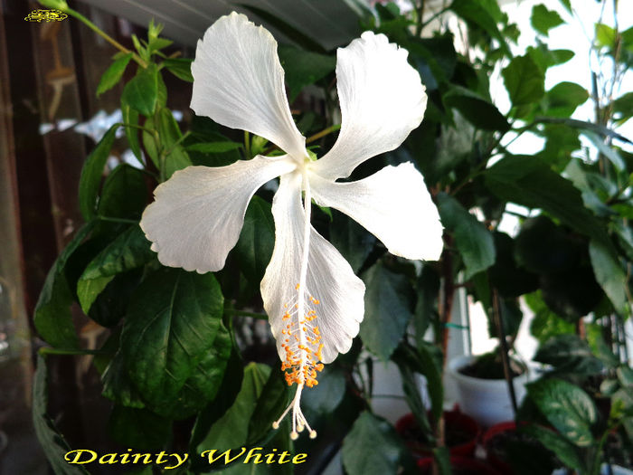 Dainty White (4-XI-2013) - Hibiscusi 2013