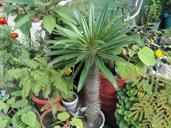 pachipodium palmier de Madagascar l-am pierdut - CACTUSI SI SUCULENTE