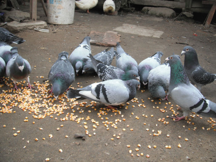 DSCF9519