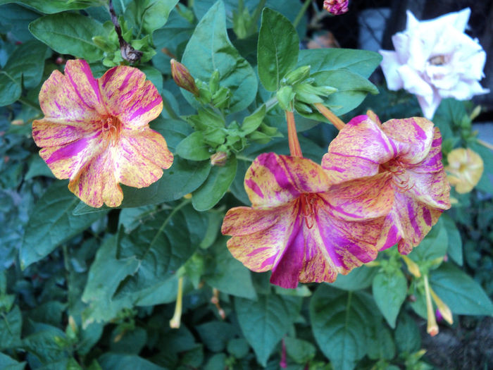  - FLORICELE PE CAMPII