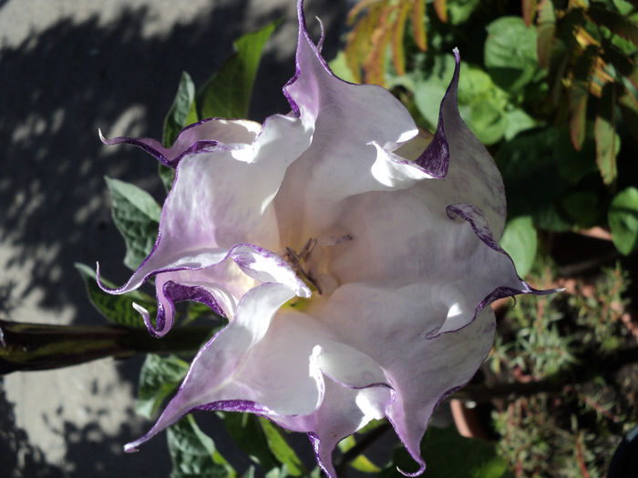 datura suaveolens,2013