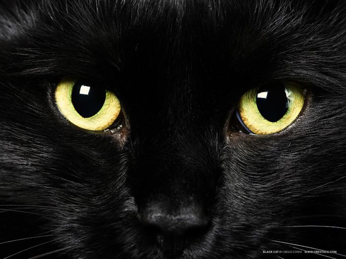 cat-pictures-black-cat11 - PISICILE NEGRE