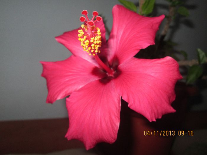 IMG_0334 - Florile mele in noiembrie