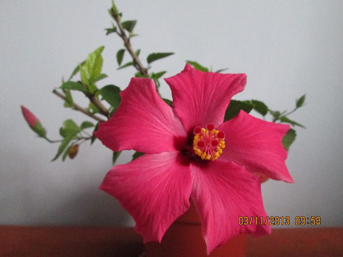 IMG_0323 - Florile mele in noiembrie