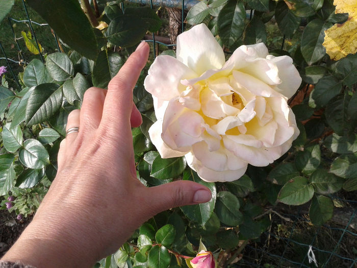 prins din butas, de mama