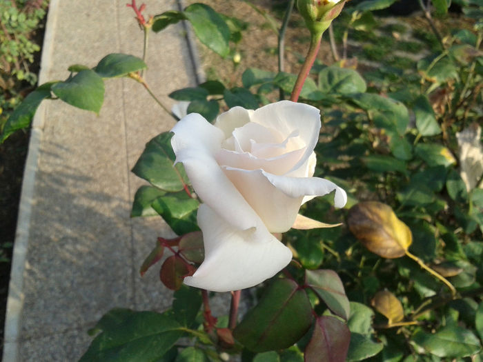 este de vis... - 00000 FLORILE MAMEI