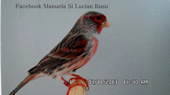 SAM_2868 - canari 2013