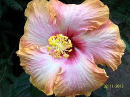 evangeline-69 - 0000-colectia mea de hibiscusi