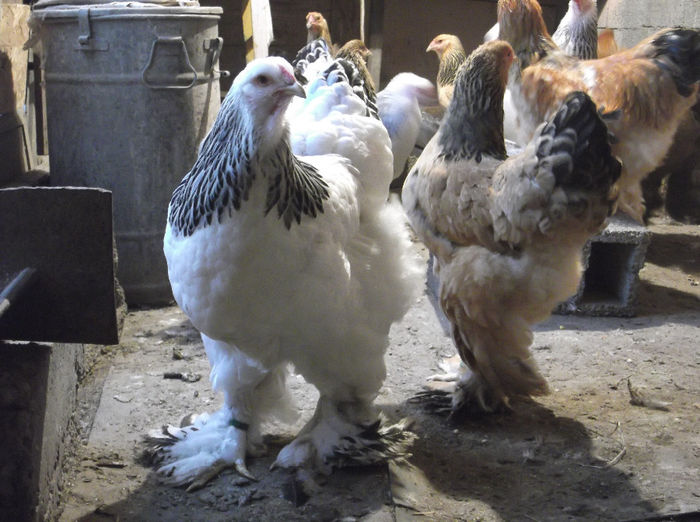 DSCF4239 - Pui brahma 2013