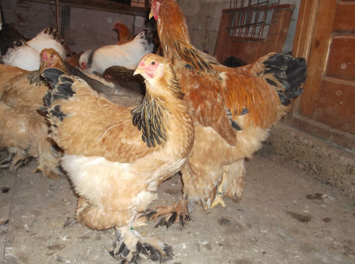 DSCF4220 - Pui brahma 2013