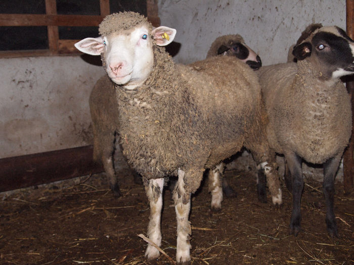 PB019682 - Vanzare young ram