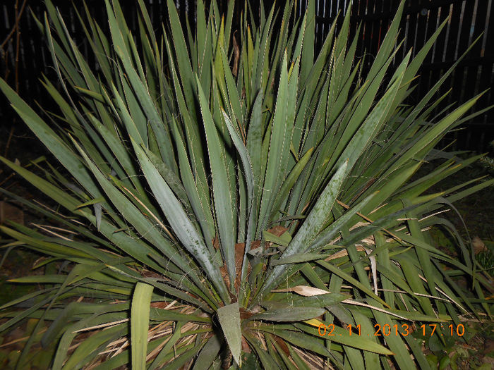 DSCN5500 - Yucca de gradina