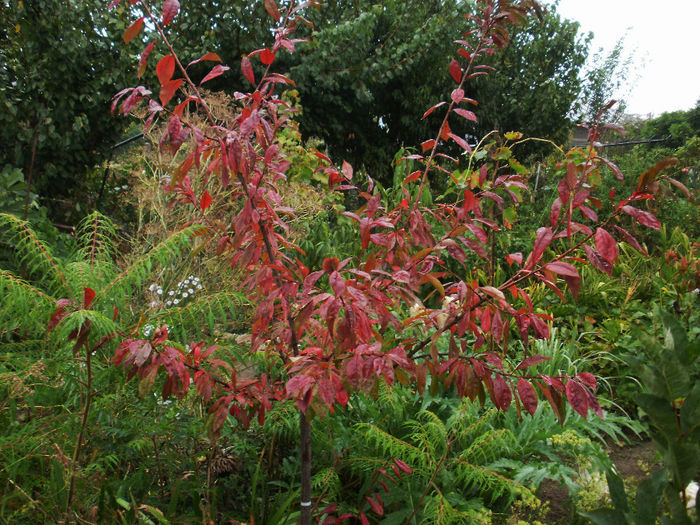 P9290053 - Gradina de flori 2013