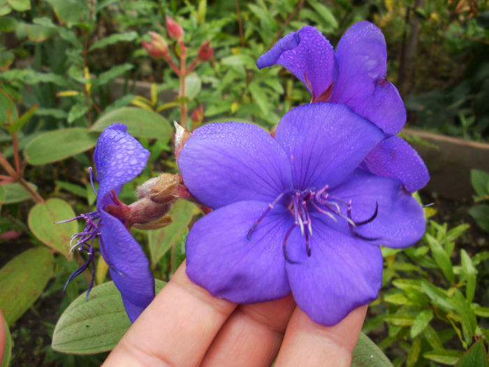 Tibouchina Urvilleana