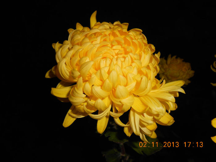DSCN5513 - Crizanteme
