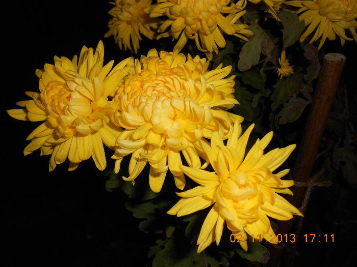 DSCN5503 - Crizanteme