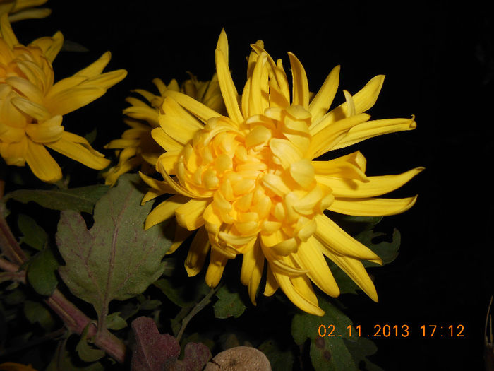 DSCN5506 - Crizanteme