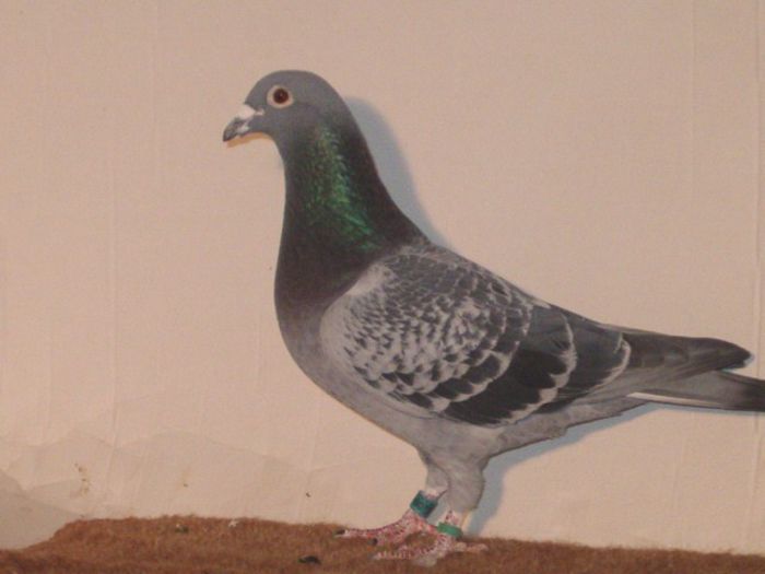 084448-02-M; A AVUT LOCUL 64 NATIONAL LA FOND PALMARES.LA EXPOZITI DE LA CONSTANTA.2004
