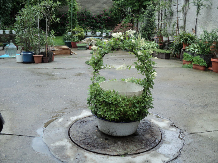 cos din ligustrum 2013