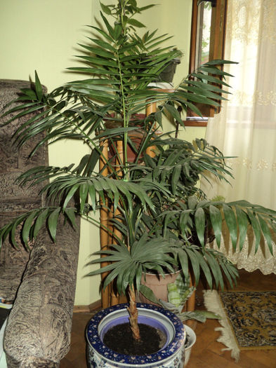 palmier pitic-chamedorea - FLORI DE CAMERĂ