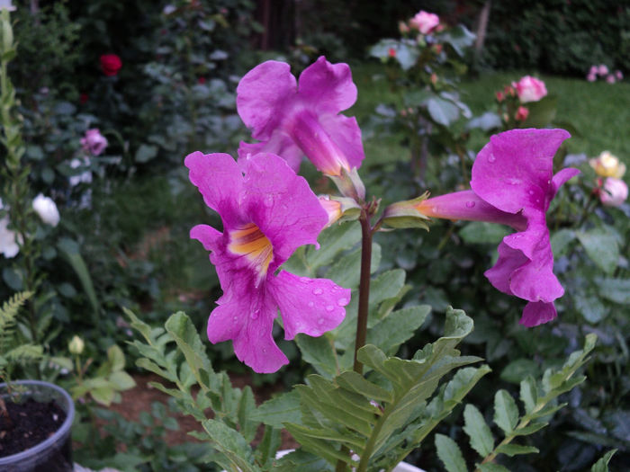 Incarvillea mov - DE PRIN CURTE