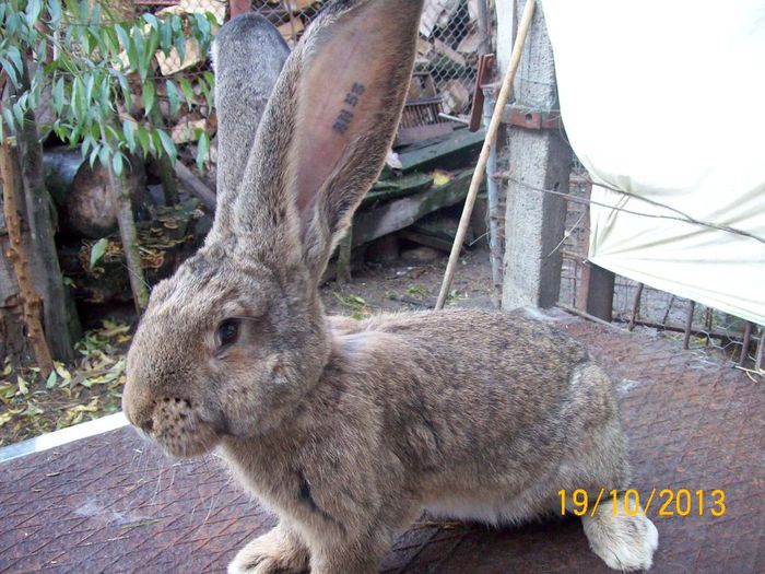 19.10.2013 055 - AAA OCTOMBRIE 2013 IEPURI