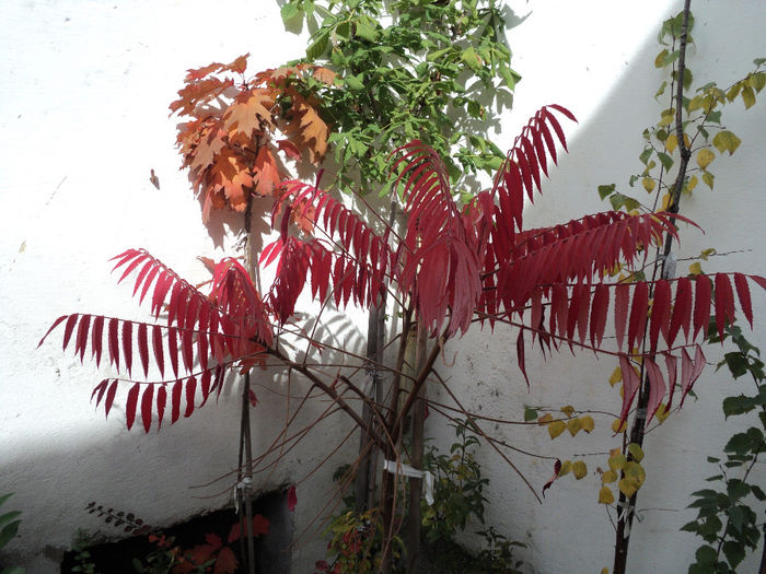 otetar - DE PRIN CURTE