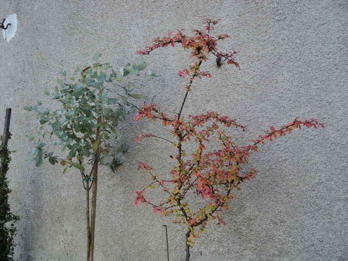 eucalipt si cotoneaster