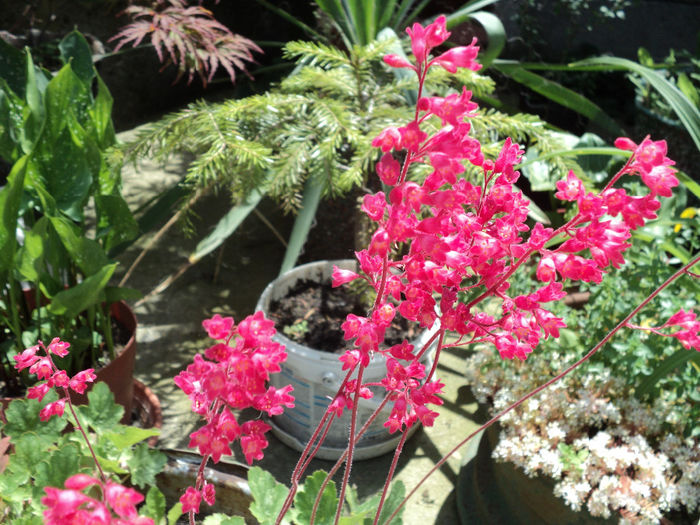 Heuchera,coral bells