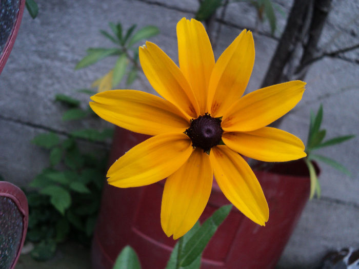 rudbechie
