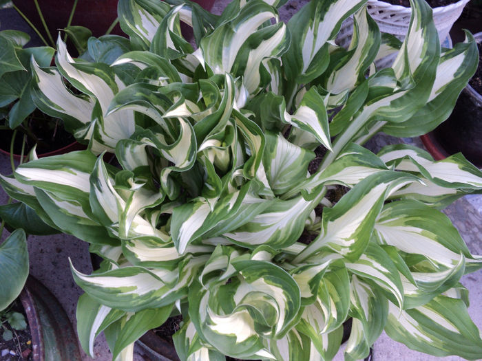 crin de toamna - hosta undulata - CRINI