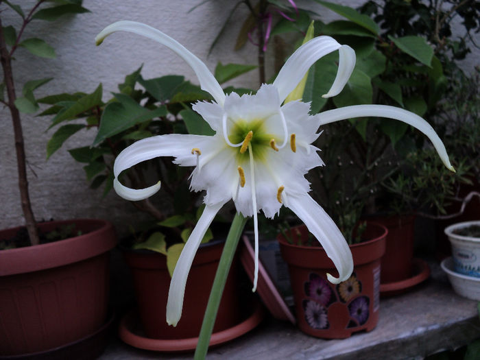 Ismene,Crinul paianjen (hymenocallis)