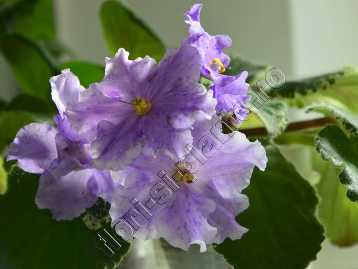 Saintpaulia Pretty Miss Kely - VIOLETE AFRICANE - Saintpaulia - II