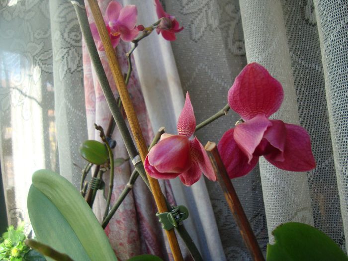 2 - Phalaenopsis