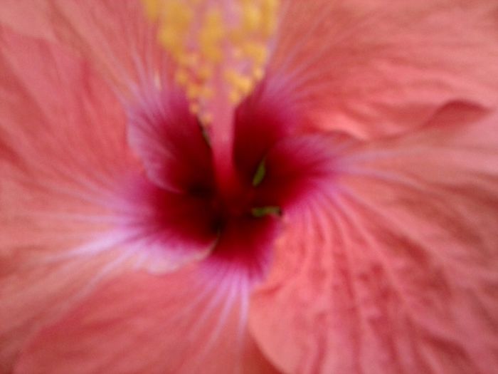 Fotografie9038 - hibiscusi 2013-5