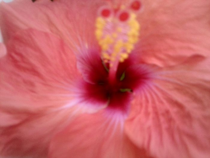 Fotografie9039 - hibiscusi 2013-5