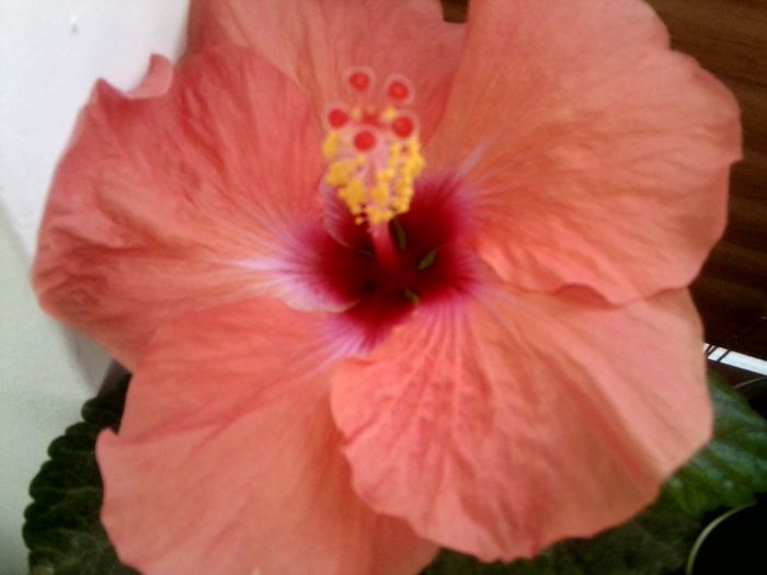 Fotografie9042 - hibiscusi 2013-5