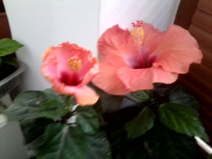 Fotografie9059 - hibiscusi 2013-5