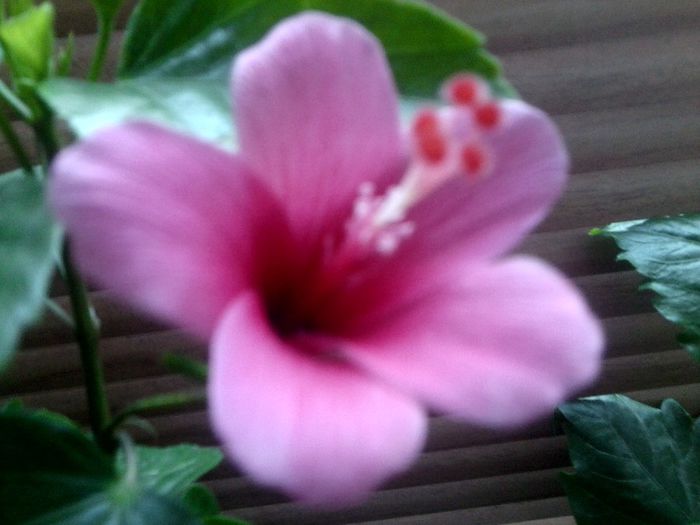 Fotografie9007 - hibiscusi 2013-5