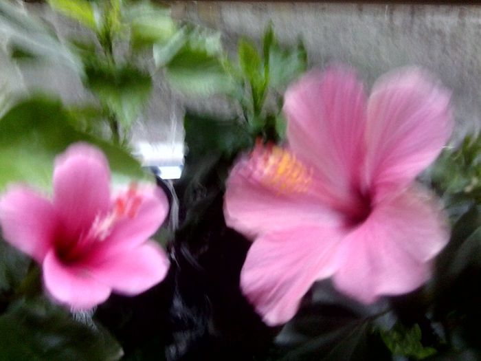 Fotografie9010 - hibiscusi 2013-5