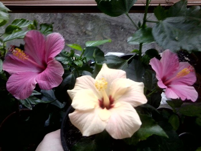 Fotografie9017 - hibiscusi 2013-5