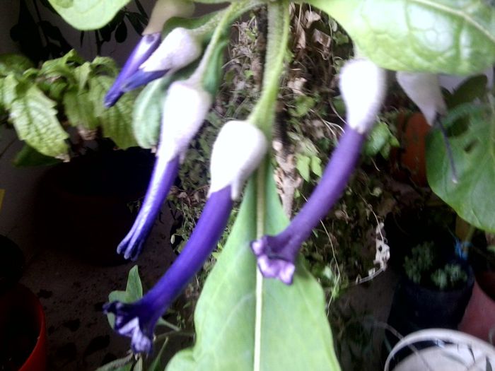 iochroma grandiflora