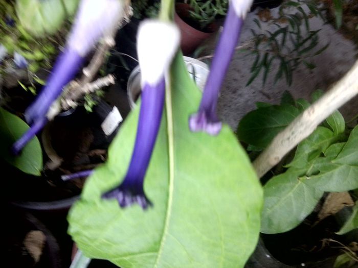 cu florile de 2 ori mai mari