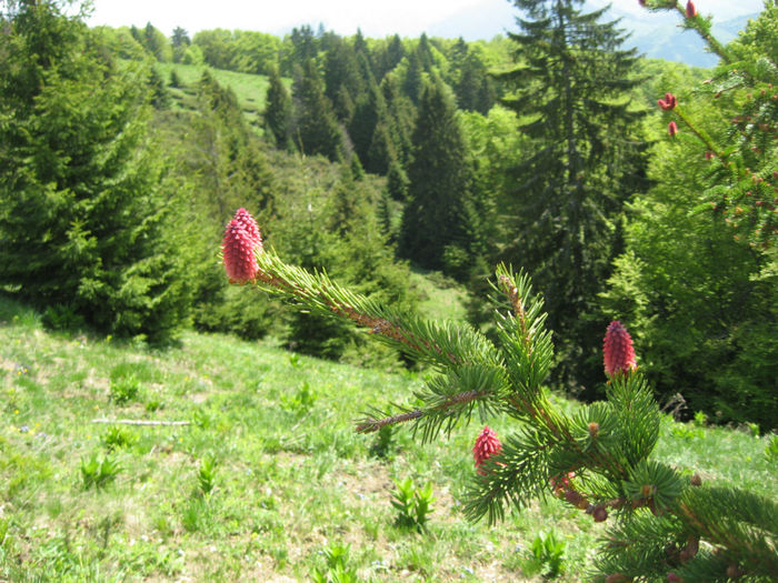 18.05.2013 muguri de brad suntem pe Clabucetul Taurului - Excursii aprilie -mai 2013