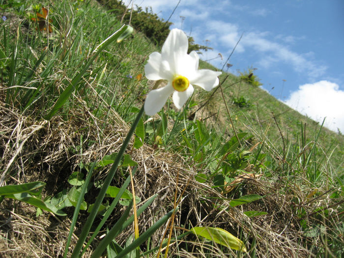 cautam narcisele pentru a le fotografia doar - Excursii aprilie -mai 2013