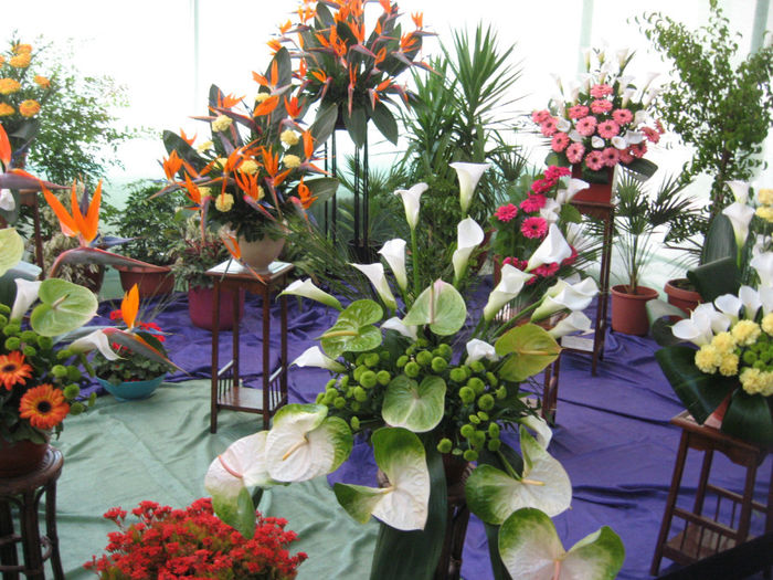 in casa cartii expozitie de flori - Excursii aprilie -mai 2013