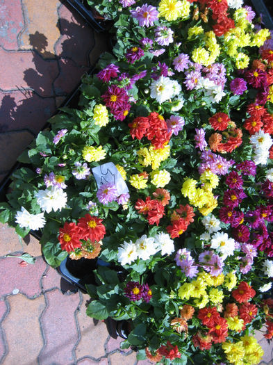 afara targ de flori  o bogatie de culori