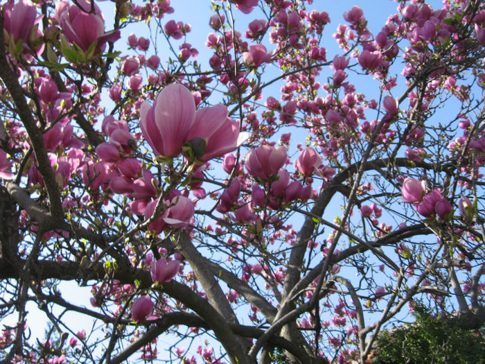 IMG_8835 - Excursii aprilie -mai 2013