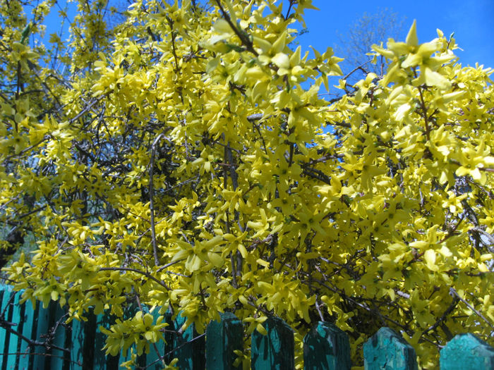 IMG_8905 - Excursii aprilie -mai 2013